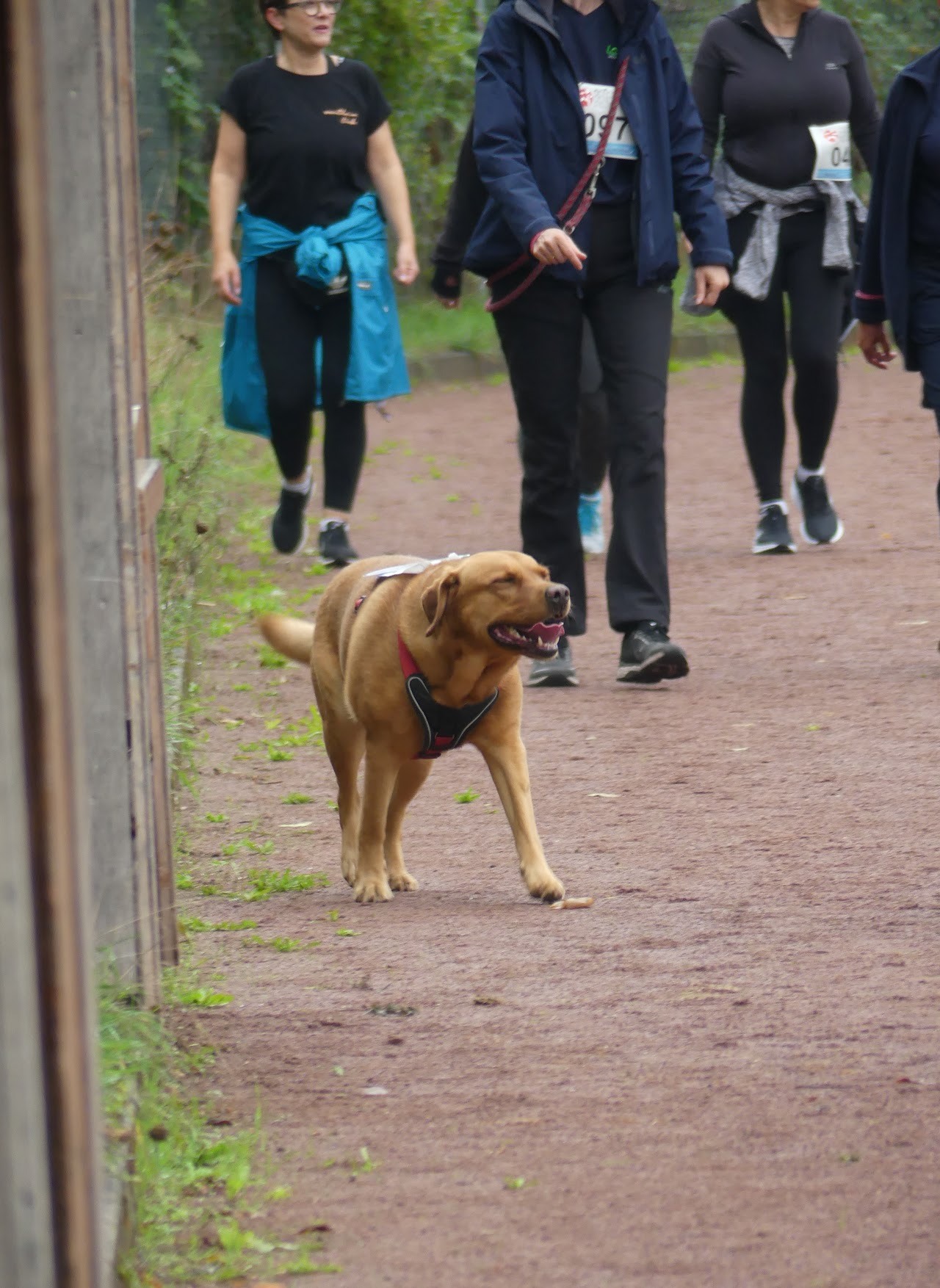 Bild vom 13. Benefizlauf im Jahr 2022. Dies ist das 293. Bild.